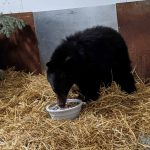 young black bear eating in pen