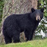 American black bear standing on grass beside a tree
