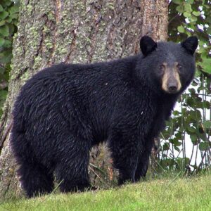 American black bear standing on grass beside a tree