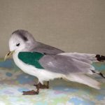 blakc-legged kittiwake standing on cloth