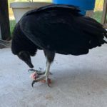 black vulture eating prey on ground