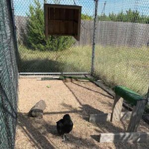 black vulture on ground in outdoor enclosure