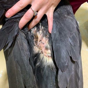 injury on back of black vulture