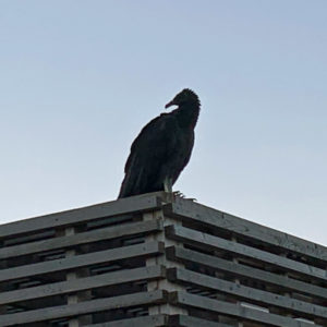 black vulture on roof