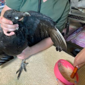black vulture being held while syringe fed