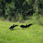 two black vultures standing in grassy field with wings extended