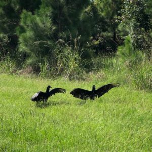 two black vultures standing in grassy field with wings extended