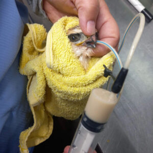 a young, towel-wrapped black-winged kite is tube fed