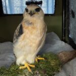 a young black-winged kite bird stands inside an enclosure