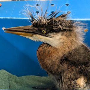 profile of blue heron chicks head