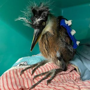 blue heron chick with stabilizer on broken wing standing on towels in container