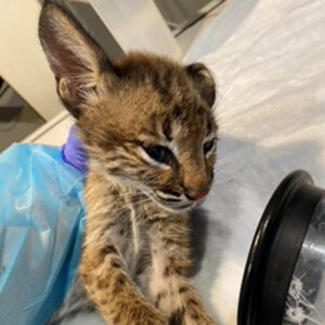 bobcat on exam table getting anesthesia