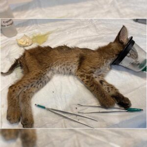 bobcat lying on side on exam table with anesthesia mask on