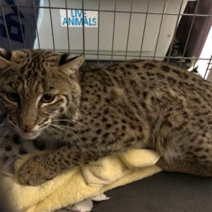 bobcat lying down in cage