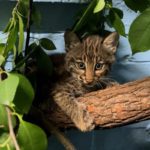 young bobcat perched on branch in enclosure