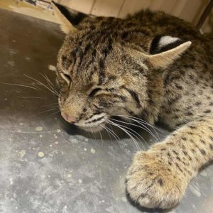 bobcat asleep on floor