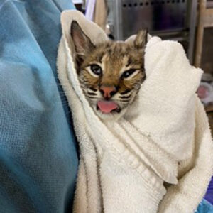bobcat being held in a towel
