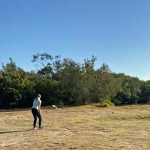 woman releasing a Bonaparte's gull in field after rehab