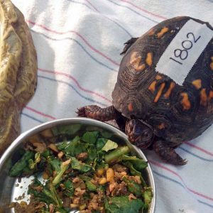 box turtle by bowl of food