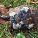 box turtle with repairs to shell