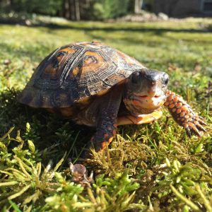 box turtle walking on grass