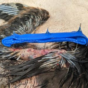 close up on broken wing that has been stabilized on blue heron chick