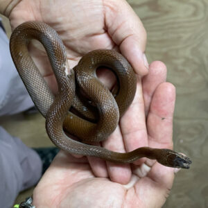 injured brown house snake held in two hands