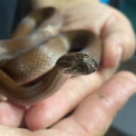 close up on head of snake being held in hands