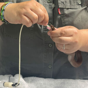 tube-feeding of a brown house snake at veterinary hospital