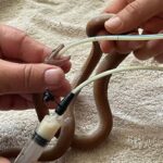holding brown house snake to tube feed