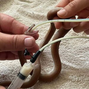 holding brown house snake to tube feed