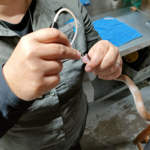 brown house snake being tube-fed