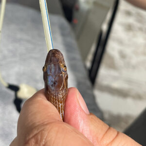 close up on head of brown house snake being tube-fed