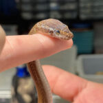 close up on head of brown house snake held in hands
