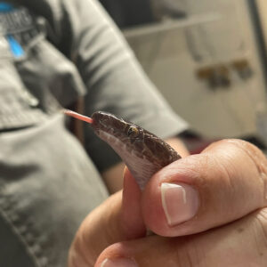 close up on the head of a brown house snake being held in hand and flicking its tongue