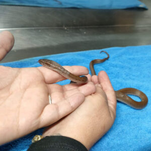 brown house snake held in hands on towel
