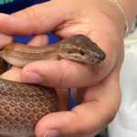 brown house snake held in hand