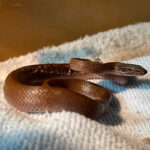 injured brown house snake lying on towel