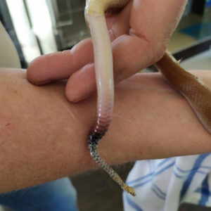 constriction on tail of brown house snake