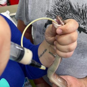 Brown House Snake Suffers Brain Trauma From Bite - EmerAidVet