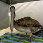brown pelican with injured leg standing on towel in habitat