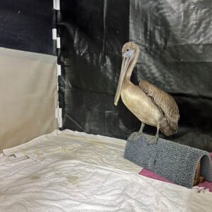 brown pelican standing on carpeted perch in habitat