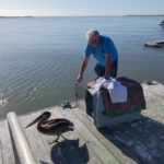 brown pelican walks out of carrier onto dock for release