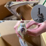 collage of three photos, two show brown pelican with damaged mandibles and third shows pelican in the water