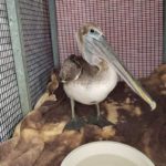 brown pelican standing in cage by bowl