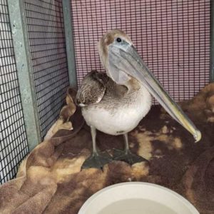 brown pelican standing in cage by bowl