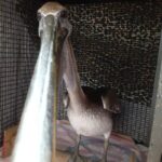 brown pelican standing in cage