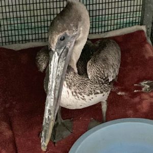 brown pelican standing in cage beside big bowl
