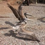 brown pelican flapping wings standing on ground
