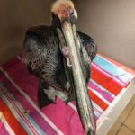 brown pelican with suture above one eye stands on a colorful towel indoors
